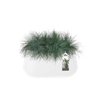 pure cone long wheels 75 white